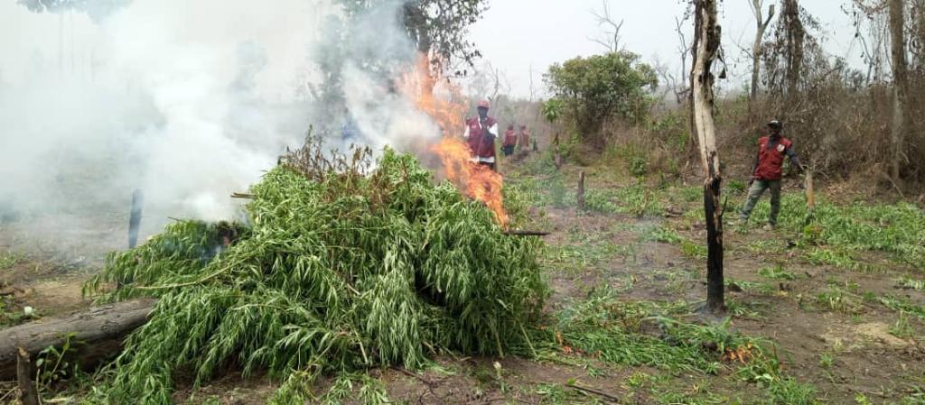 NDLEA destroys 255 hectares of cannabis farms arrests 13 in Ondo